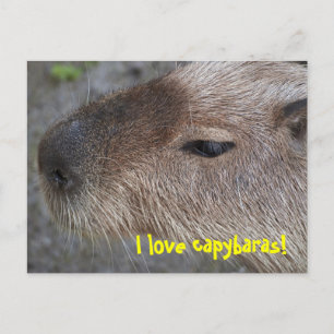 Cartão Postal Eu amo capivaras