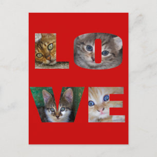 Cartão Postal Eu Amo Gatos