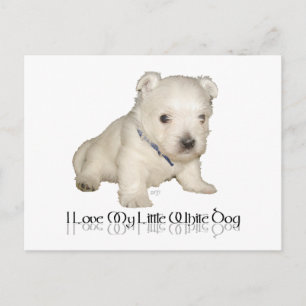 Cartão Postal Eu Amo Meu Cachorrinho Branco - Westie Filhote