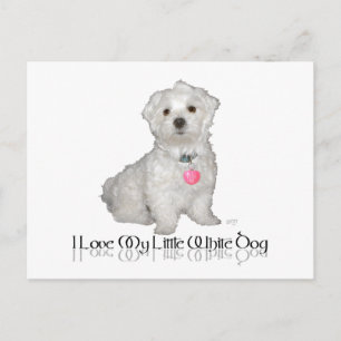 Cartão Postal Eu Amo Meu Pequeno Cachorro Branco - Maltese !