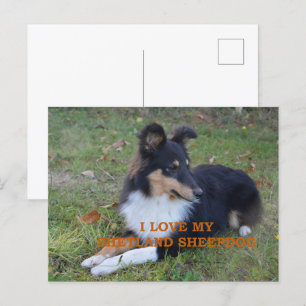 Cartão Postal Eu Amo O Meu Sheepdog Black Tri