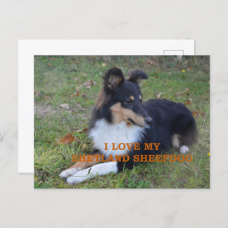 Cartão Postal Eu Amo O Meu Sheepdog Black Tri
