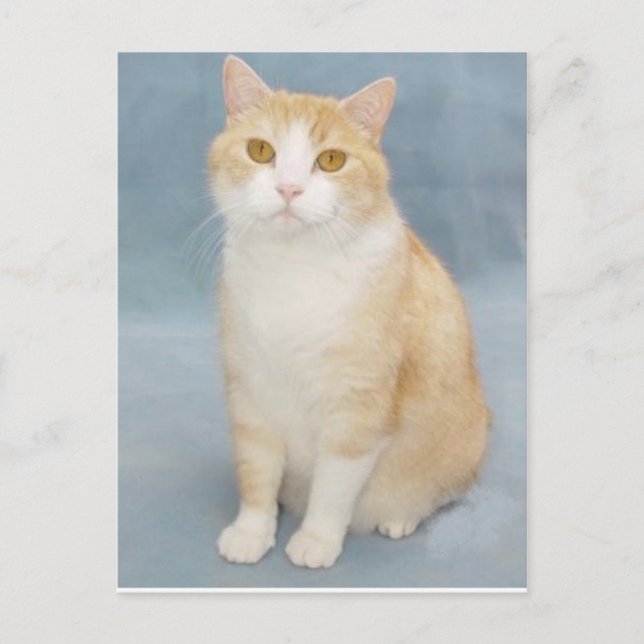 Cartão Postal Eu Desisto (Frente)