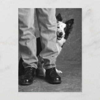 Cartão Postal Eu e a minha sombra - o cão Collie