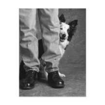 Eu e a minha sombra - o cão Collie