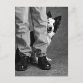 Cartão Postal Eu e a minha sombra - o cão Collie