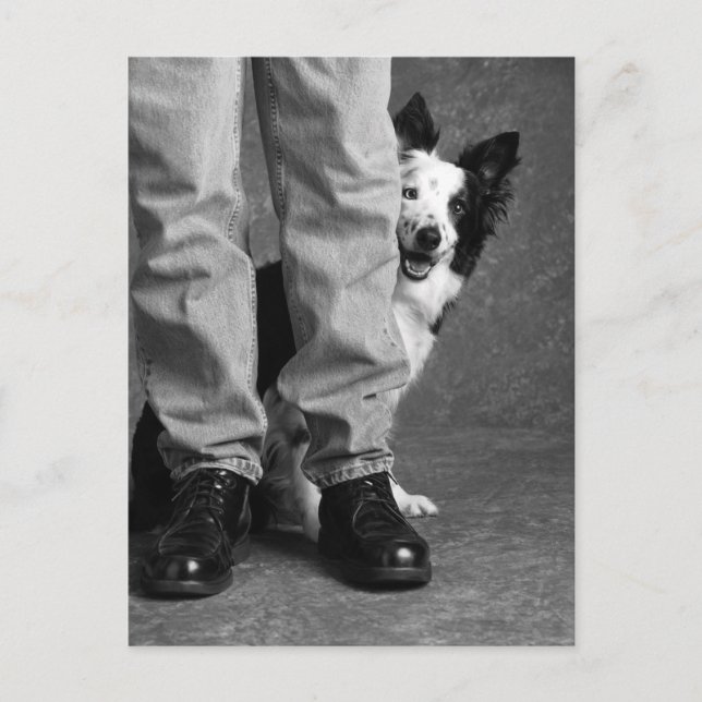 Cartão Postal Eu e a minha sombra - o cão Collie (Frente)