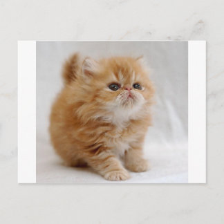 Cartão Postal Eu Não! Feisty Orange Persian Kitten