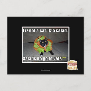 Cartão Postal Eu não sou um gato. É uma salada.