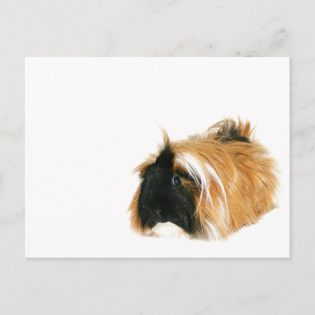 Cartão Postal Eu não sou uma tribble (Frente)