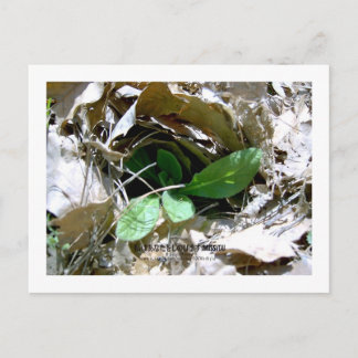 Cartão Postal Eu sinto sua falta (Coreia do Sul)