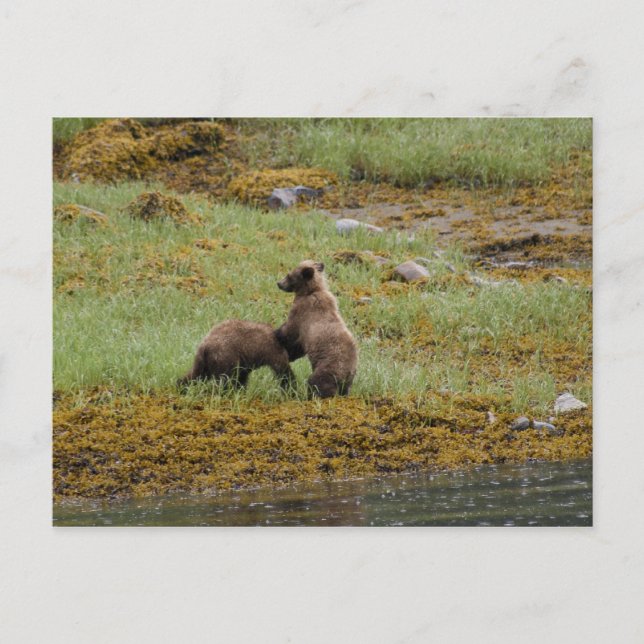 Cartão Postal Eu sou o Chefe (Frente)