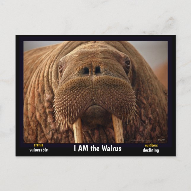 Cartão Postal Eu sou o Walrus, um animal ameaçado. (Frente)