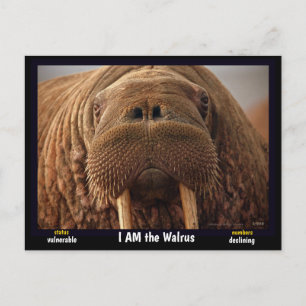 Cartão Postal Eu sou o Walrus, um animal ameaçado de extinção.