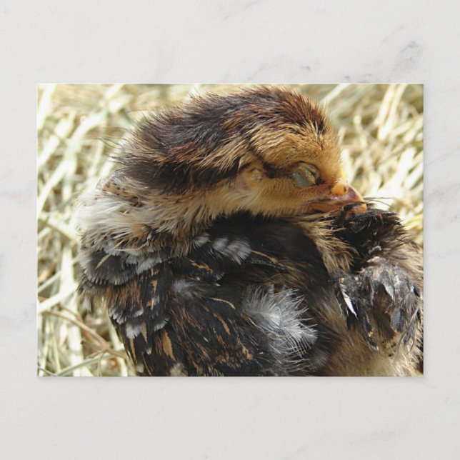 Cartão Postal Eu Tenho Uma Coceira (Frente)