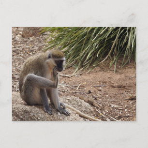 Cartão Postal Eu tenho uma Coceira - Macaco Aranha