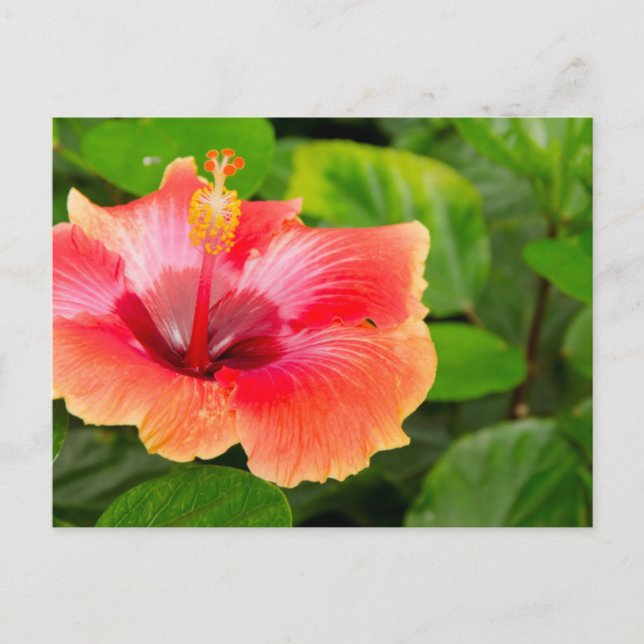 Cartão Postal EUA, Alabama, Theodore perto do Mobile 4 (Frente)