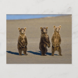 Cartão Postal EUA. Alasca. Filhotes de urso marrom costeiro