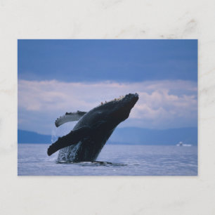 Cartão Postal EUA, Alasca, Floresta Nacional Tongass, Jubarte