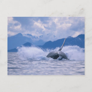 Cartão Postal EUA, Alasca, Floresta Nacional Tongass, Jubarte