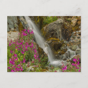 Cartão Postal EUA, Alasca, Parque Nacional da Baía de Glacier. 