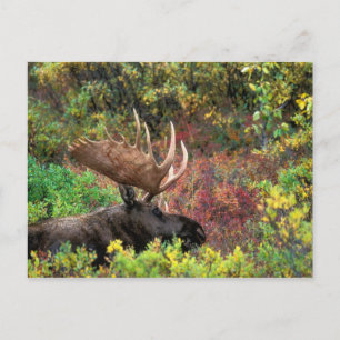 Cartão Postal EUA, Alasca, Parque Nacional Denali, Bull Moose