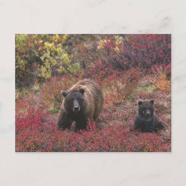 Cartão Postal EUA, Alasca, Parque Nacional Denali. Urso-grizzly (Frente)