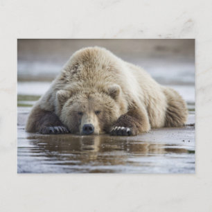Cartão Postal EUA, Alasca, Parque Nacional Katmai, Urso Pardo