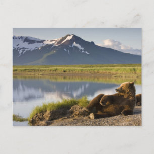 Cartão Postal EUA, Alasca, Parque Nacional Katmai, Ursos Pardo