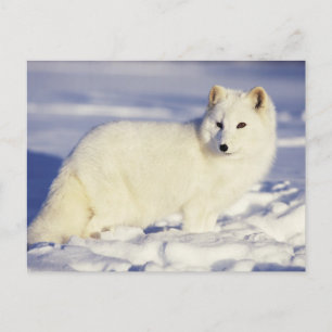 Cartão Postal EUA, Alasca. Raposa ártica com pelagem de inverno