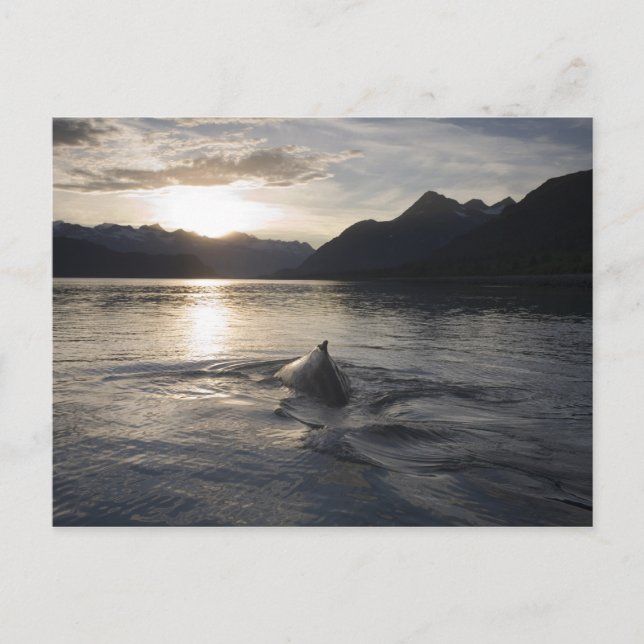 Cartão Postal EUA, Alaska, Glacier Bay National Park, (Frente)