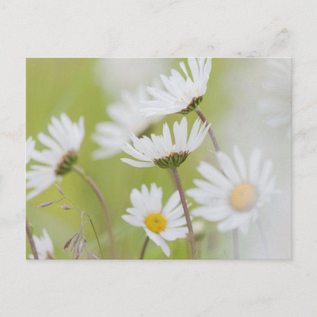 Cartão Postal EUA, Alaska, Glacier Bay National Park (Frente)