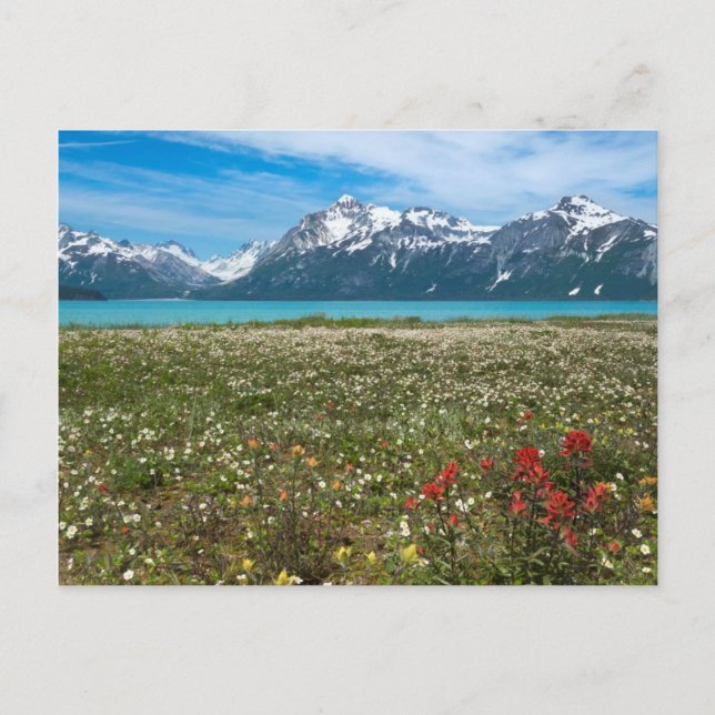 Cartão Postal EUA, Alaska, Glacier Bay National Park 2 (Frente)