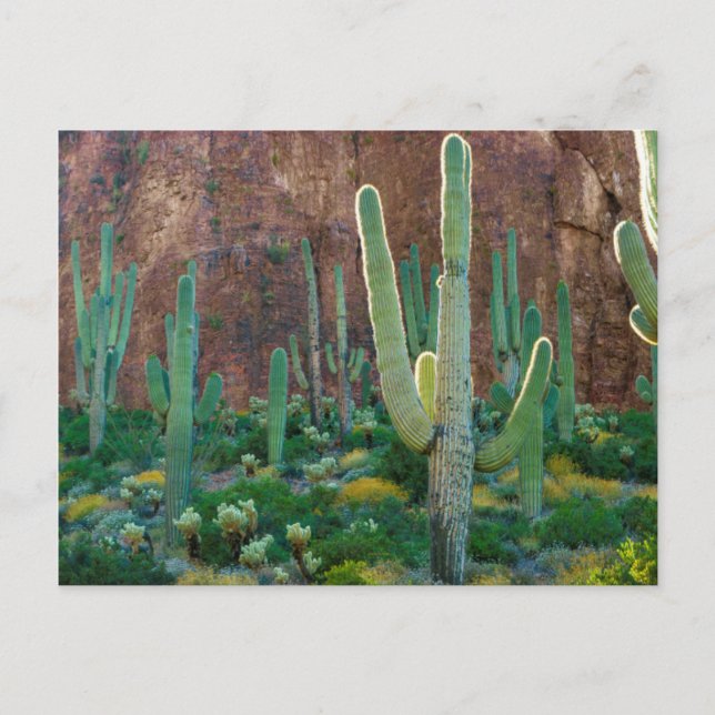 Cartão Postal EUA, Arizona. Campo Saguaro Cactus Por Um Cliff (Frente)