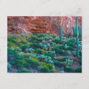 Cartão Postal EUA, Arizona. Flora do Deserto