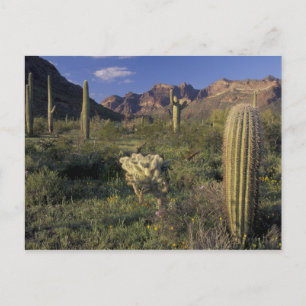 Cartão Postal EUA, Arizona, Monumento Nacional Organ Pipe.