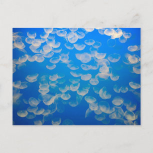 Cartão Postal EUA, Califórnia. Água-Velho Na Baía De Monterey