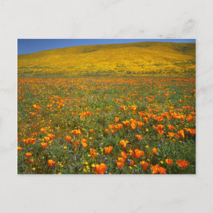 Cartão Postal EUA, Califórnia, Antelope Valley Califórnia