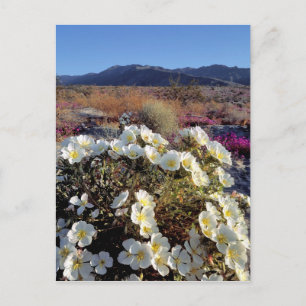 Cartão Postal EUA, Califórnia, Anza-Borrego DSP. Dune à noite 2