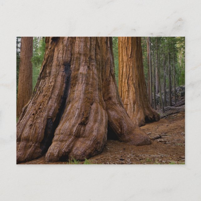 Cartão Postal EUA, Califórnia, árvore Giant Sequoia (Frente)