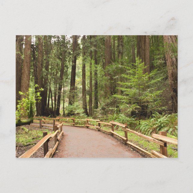 Cartão Postal EUA, Califórnia, Condado de Marin, Muir Woods (Frente)