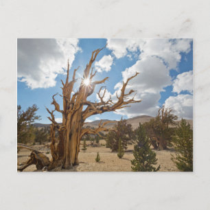 Cartão Postal EUA, Califórnia, Floresta Nacional de Inyo 6