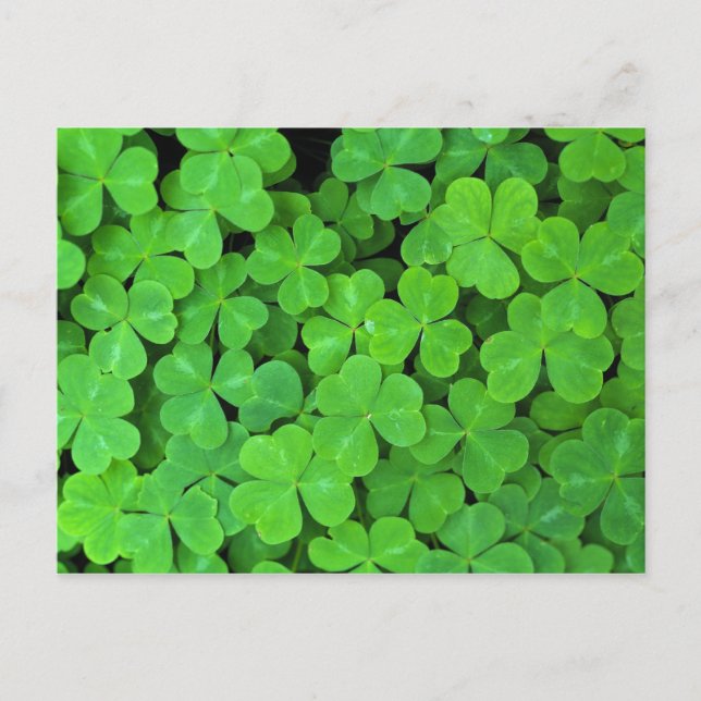 Cartão Postal EUA, Califórnia, Jedediah Smith Rewood SP. (Frente)