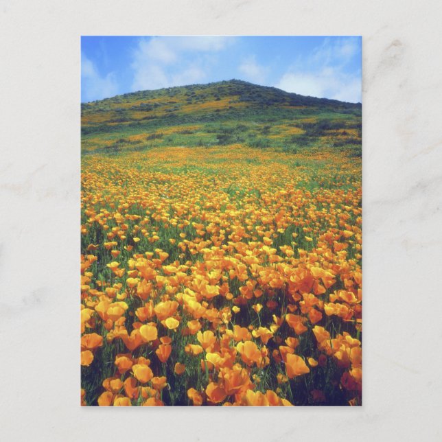 Cartão Postal EUA, Califórnia, Lago Elsinore. Califórnia (Frente)