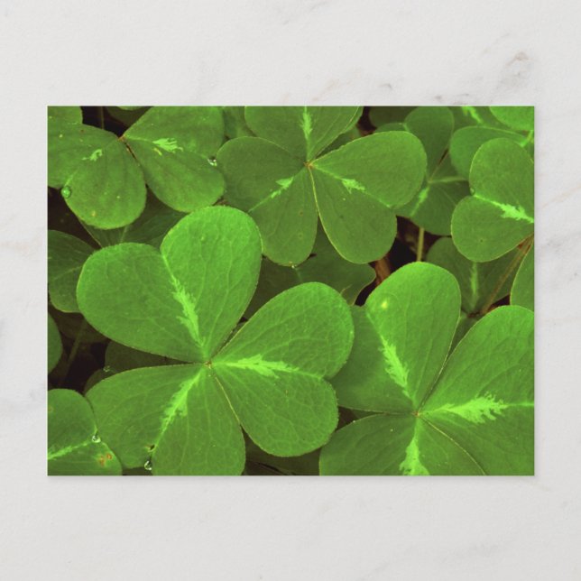 Cartão Postal EUA, Califórnia, Muir Woods. Fecho do trevo (Frente)