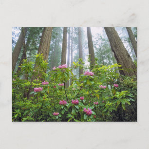 Cartão Postal EUA, Califórnia, Parque Nacional Redwood. Rhododen