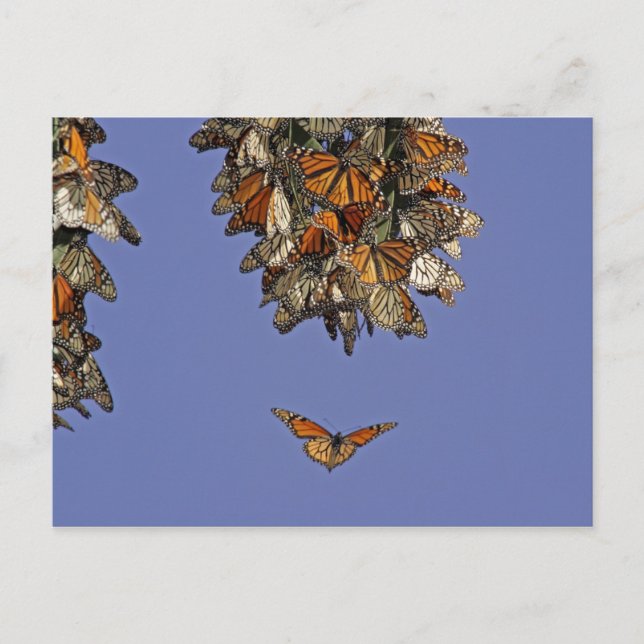 Cartão Postal EUA, Califórnia, Pismo Beach. Monarca (Frente)