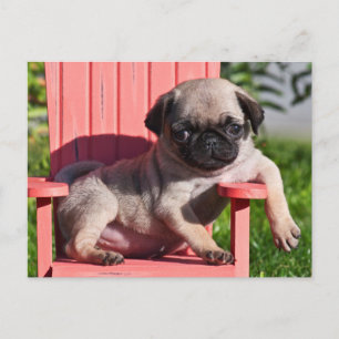 Cartão Postal EUA, Califórnia. Pug Puppy Slouch