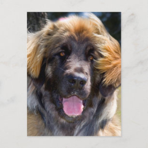 Cartão Postal EUA, Califórnia. Retrato de Leonberger sentado