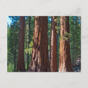 Cartão Postal EUA, Califórnia. Troncos de árvores Redwood, Marip